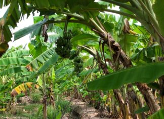 The Ancient Wisdom of “Cau and Chuoi”: A Cultural Practice with an Electric Twist