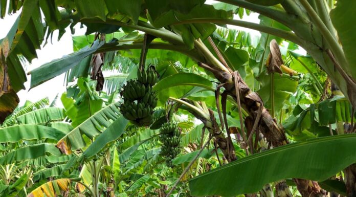 The Ancient Wisdom of “Cau and Chuoi”: A Cultural Practice with an Electric Twist