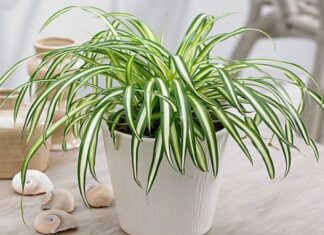 The Surprising Benefits of Growing Lan Chi Indoors: Unlocking Vitality and Vibrance
—