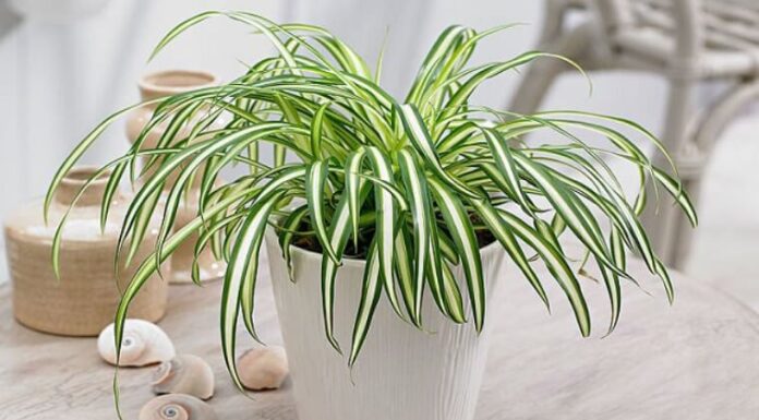 The Surprising Benefits of Growing Lan Chi Indoors: Unlocking Vitality and Vibrance
—