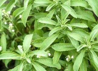 The Miracle Tree of Vietnam: Nature’s Sweetener with an Astonishing Ability to Lower Blood Sugar.