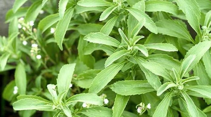 The Miracle Tree of Vietnam: Nature’s Sweetener with an Astonishing Ability to Lower Blood Sugar.