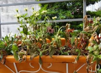 The 3 Treasures You Must Keep: Wealth, Prosperity and Fortune.