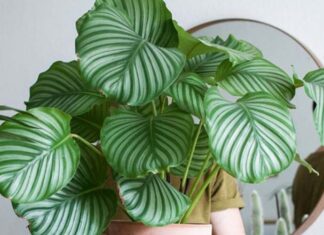 The Four Noble Trees: Elevating Your Living Room with Elegance and Prosperity