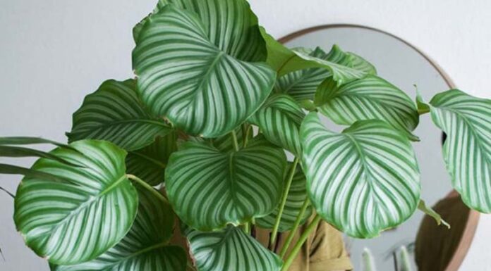 The Four Noble Trees: Elevating Your Living Room with Elegance and Prosperity