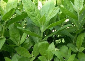 From Fence to ‘Panacea’: Bidens pilosa – The Ultimate Remedy for Gastric and Kidney Stone Woes