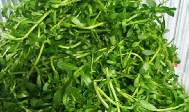 “The Wild Shrub with a Bitter Twist: Embracing Nature’s Unique Delights in Urban Havens”