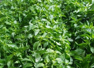 The Wild Roadside Flower with a Unique Fragrance: Now a Delicacy with an Unusual Flavor in the City, Offering Health Benefits