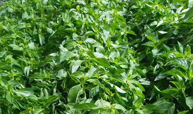 The Wild Roadside Flower with a Unique Fragrance: Now a Delicacy with an Unusual Flavor in the City, Offering Health Benefits