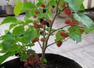 The Ancient Wisdom: Unveiling the Trees of Misfortune.