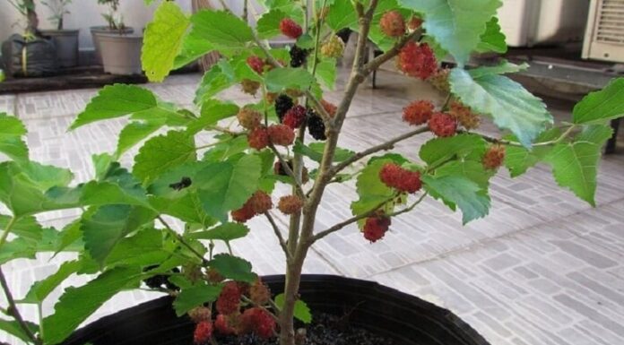 The Ancient Wisdom: Unveiling the Trees of Misfortune.