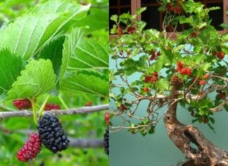 The Ancient Wisdom: Unraveling the Mystery Behind the Mulberry Tree Taboo and Its Cultural Significance.