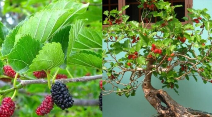 The Ancient Wisdom: Unraveling the Mystery Behind the Mulberry Tree Taboo and Its Cultural Significance.