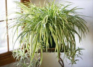 The Green Thumbs’ Ultimate Guide: Three Low-Maintenance Houseplants for the Aspiring Gardener.