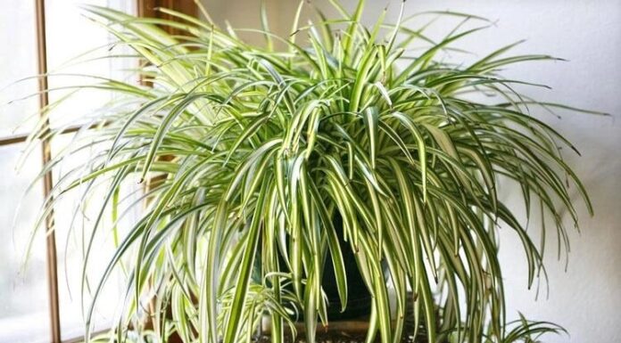The Green Thumbs’ Ultimate Guide: Three Low-Maintenance Houseplants for the Aspiring Gardener.