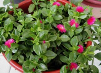 The Ever-Blooming Edible Garden: Transform Your Home into a Flourishing Floral Paradise