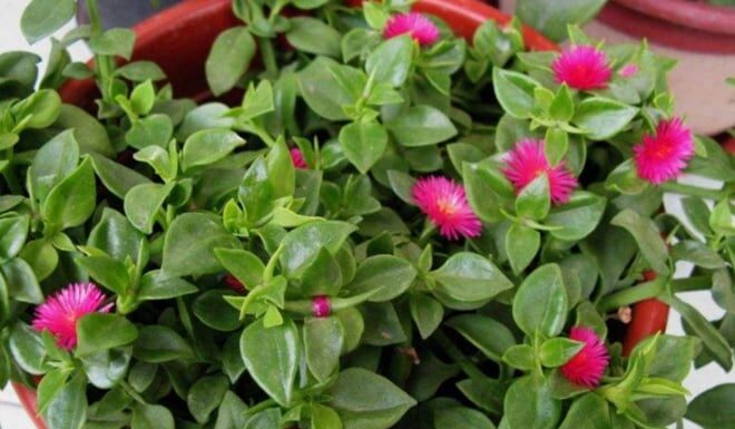 The Ever-Blooming Edible Garden: Transform Your Home into a Flourishing Floral Paradise