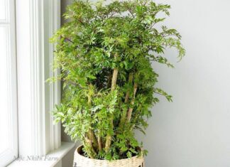 The Power of the Dinh Lang Plant: Unlocking Prosperity with Strategic Placement