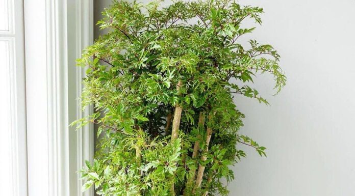 The Power of the Dinh Lang Plant: Unlocking Prosperity with Strategic Placement