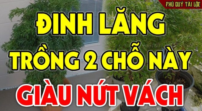 The Power of Eleuthero: Unlocking the Ancient Secret to Wealth and Prosperity – Where Should You Plant This Magical Herb to Attract Abundance?