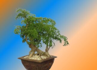 “Unleashing Prosperity and Vitality: Discovering the Boundless Blessings of Eleuthero”