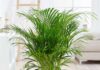 The Ultimate Guide to Purifying Your Kitchen: 4 Houseplants to Banish Those Nasty Toxins