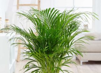 The Ultimate Guide to Purifying Your Kitchen: 4 Houseplants to Banish Those Nasty Toxins