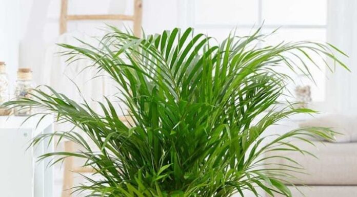 The Ultimate Guide to Purifying Your Kitchen: 4 Houseplants to Banish Those Nasty Toxins