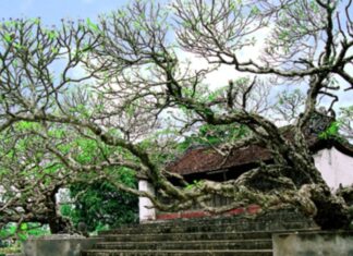 The Fragrant and Beautiful Temple Hibiscus: Why You Shouldn’t Burn Incense for These Blooms.