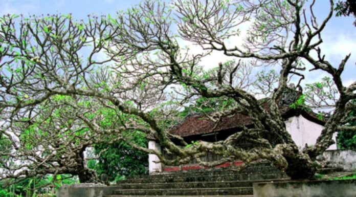 The Fragrant and Beautiful Temple Hibiscus: Why You Shouldn’t Burn Incense for These Blooms.