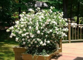 Should You Grow Oleander Indoors? Understanding the Feng Shui Significance of Oleander.