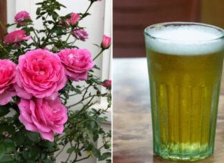 The Magical Elixir for Your Roses: Unlocking Thriving Growth, Abundant Buds, and Blossoms as Big as Bowls