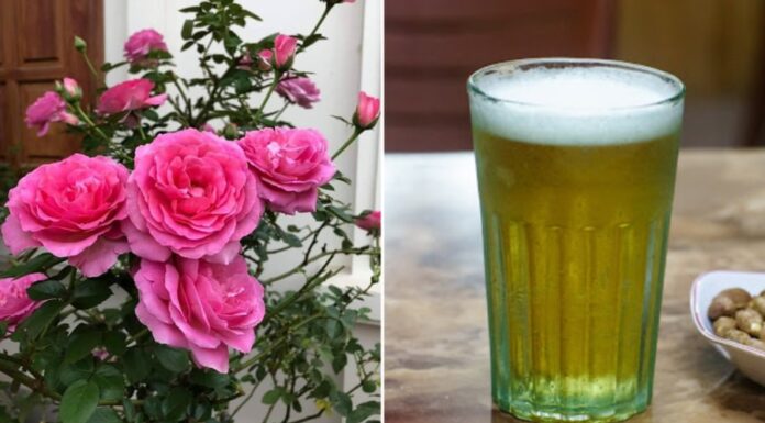 The Magical Elixir for Your Roses: Unlocking Thriving Growth, Abundant Buds, and Blossoms as Big as Bowls