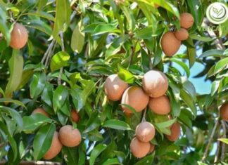 Should You Plant a Jackfruit Tree in Front of Your House?
