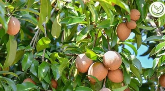 Should You Plant a Jackfruit Tree in Front of Your House?