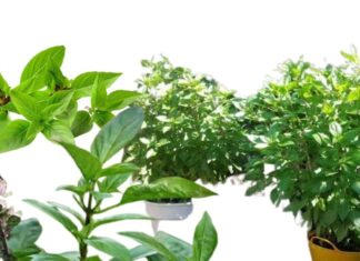 “The Ultimate Wealth and Wellness Plant: Grow This for a Bountiful Harvest and a Pest-Free Home”