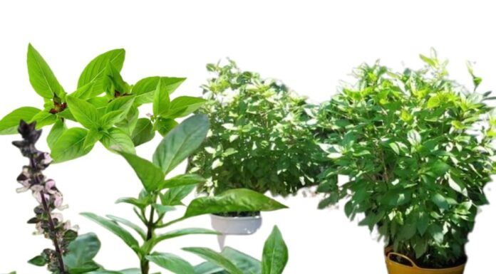 “The Ultimate Wealth and Wellness Plant: Grow This for a Bountiful Harvest and a Pest-Free Home”