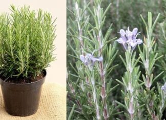 The Ultimate Guide to Fragrant, Delicious and Healthy Houseplants