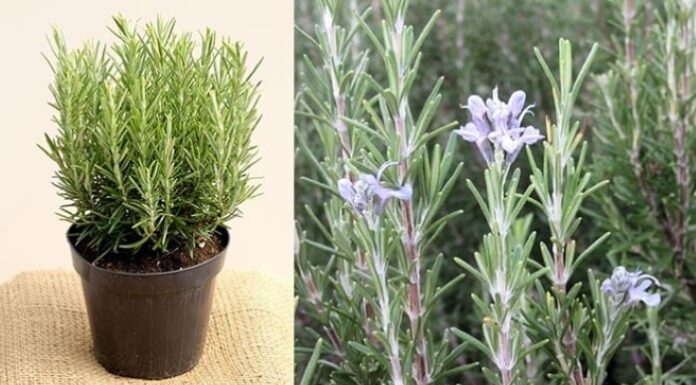 The Ultimate Guide to Fragrant, Delicious and Healthy Houseplants