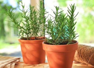 The 3 Houseplants That Will Make Your Home Smell Divine, Feel Comfortable and Absolutely Pleasant