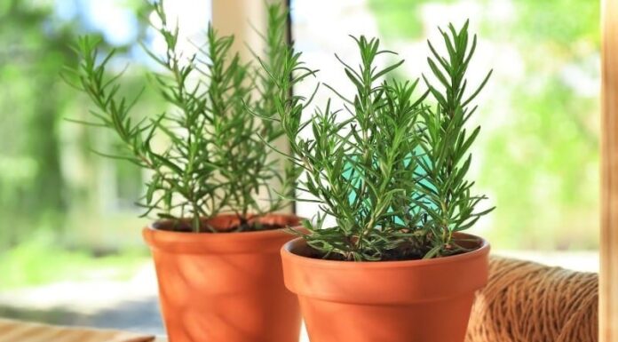 The 3 Houseplants That Will Make Your Home Smell Divine, Feel Comfortable and Absolutely Pleasant