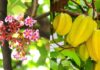 The Secret to Year-Round Sweet Fruit: Unlocking the Mystery of the Constantly Fruiting Carambola Tree