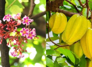 The Secret to Year-Round Sweet Fruit: Unlocking the Mystery of the Constantly Fruiting Carambola Tree