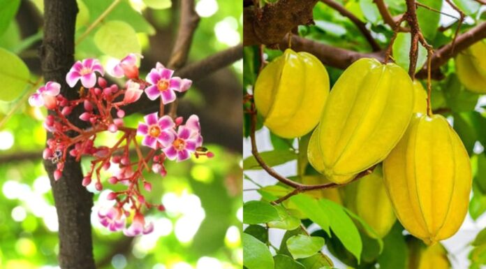The Secret to Year-Round Sweet Fruit: Unlocking the Mystery of the Constantly Fruiting Carambola Tree