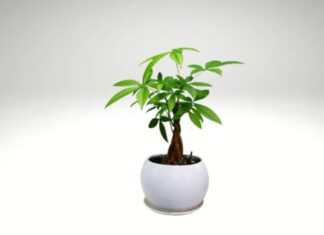 The 3 Golden Plants of Prosperity: An Easy Guide to Growing Wealth in Your Home