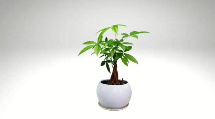 The 3 Golden Plants of Prosperity: An Easy Guide to Growing Wealth in Your Home