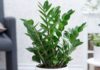 The Green Allure of the Affluent: 5 House Plants that Adorn Balconies and Bring Prosperity and Health