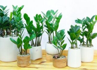 Where in the House Should You Place the Money Tree Plant to Attract Wealth?