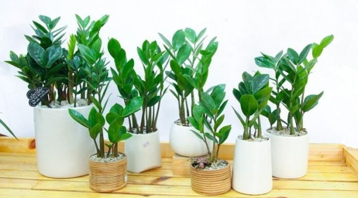Where in the Home Should You Place the Money Tree Plant to Attract Wealth and Prosperity?
