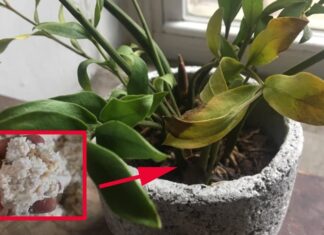 The Money Tree is Looking Droopy: Revive It with This “Affordable” Solution